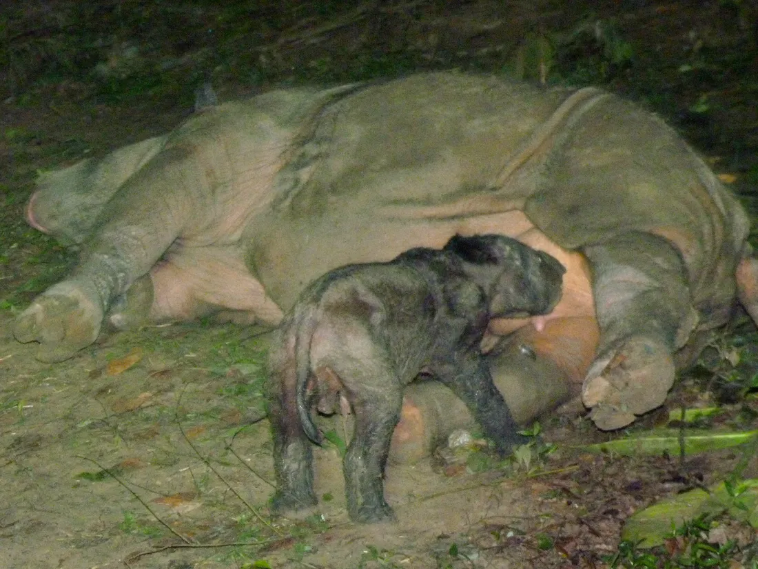 Dans la pénombre, un nouveau-né rhinocéros de Sumatra tète sa mère couchée sur le flanc.