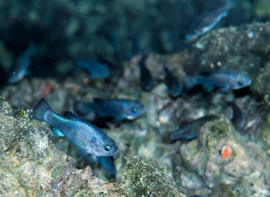 Plusieurs poissons bleus nagent au-dessus d'un fond rocheux ; l'un d'eux est net, les autres flous.