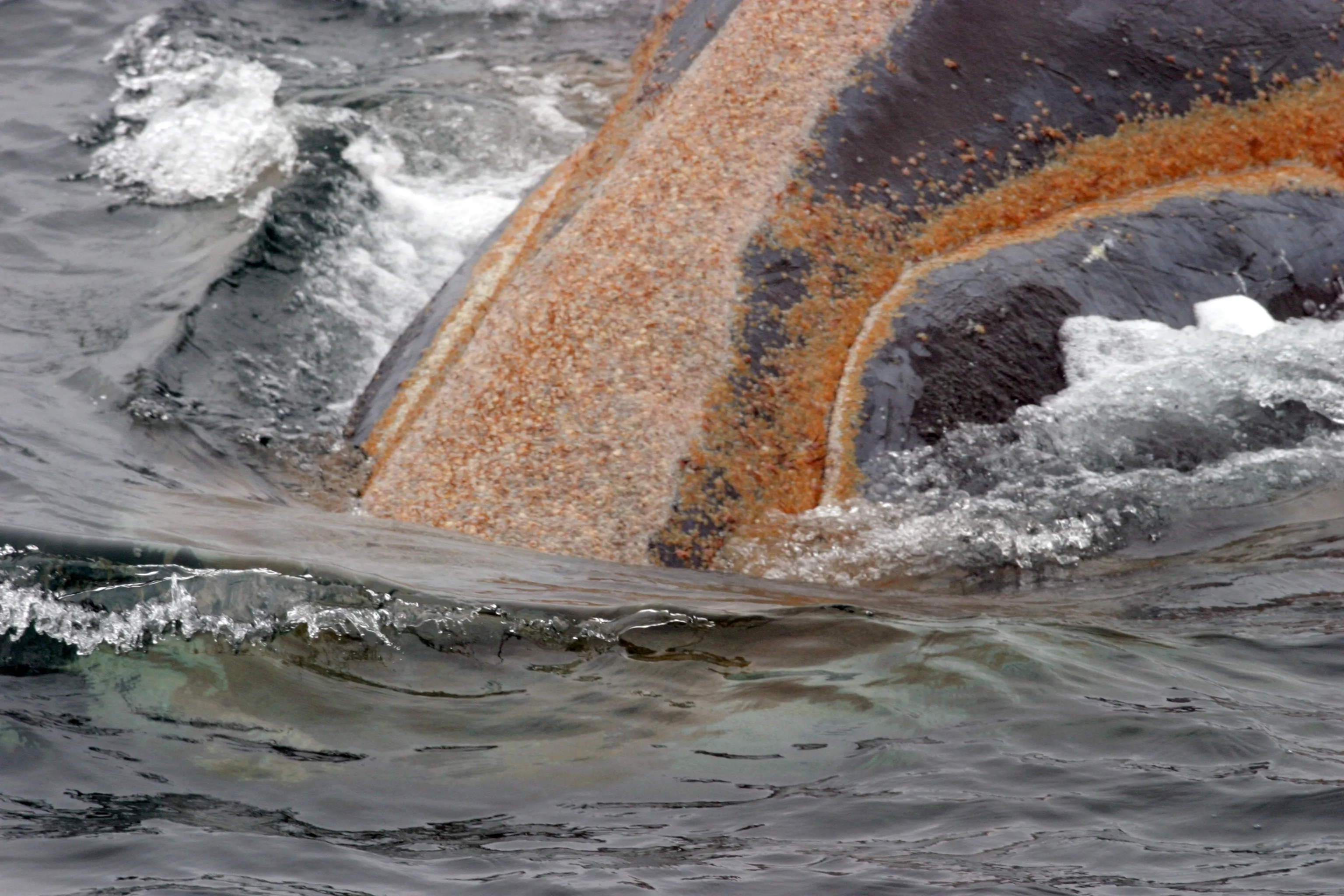 Gros plan sur la tête d’une baleine à la surface : des plaques de peau rugueuse couvertes de petits crustacés orange tranchent sur la peau noire.