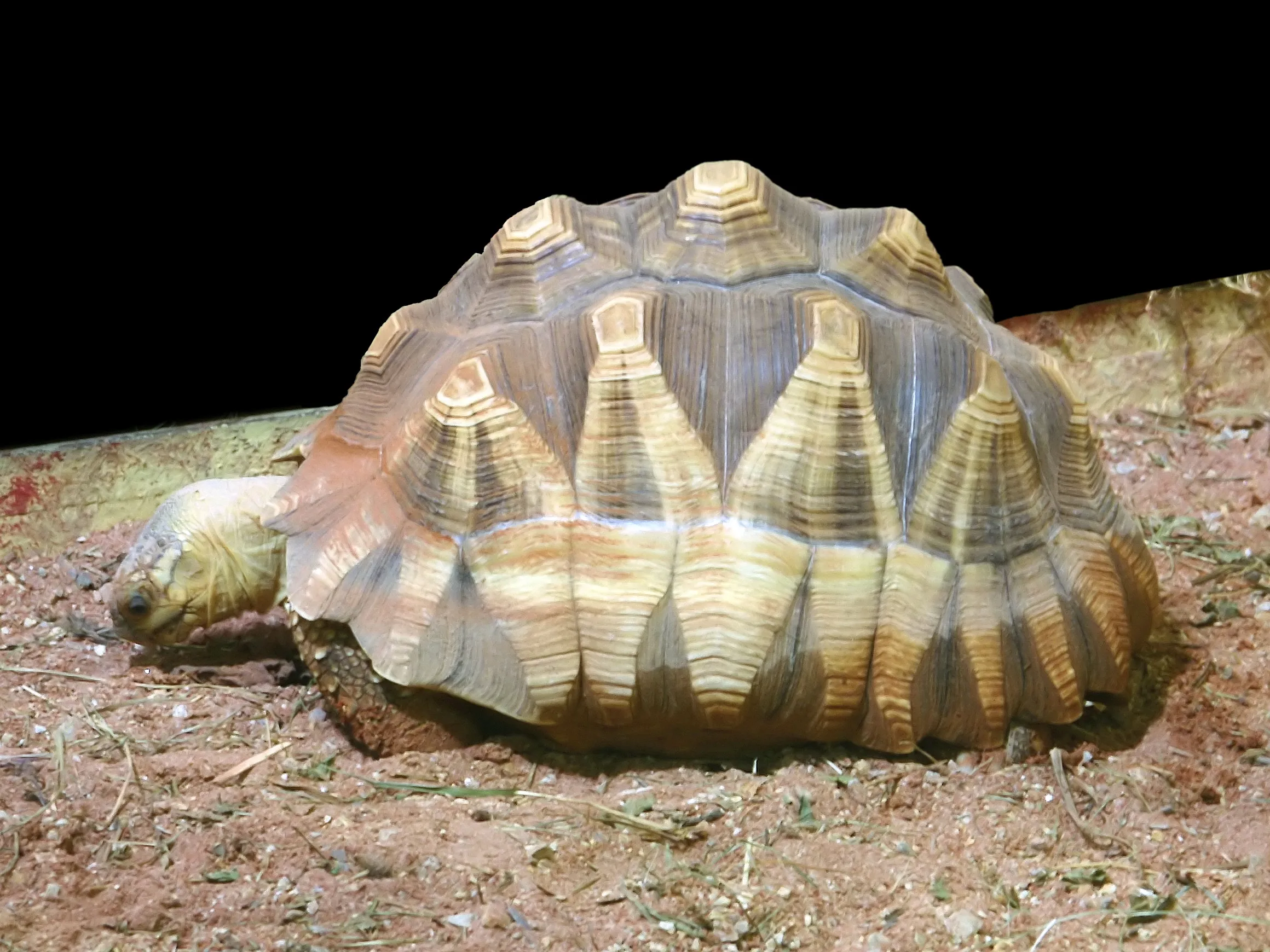 Vue de profil d’une tortue à soc : carapace très bombée aux écailles dorées soulignées de brun, et pointe avancée sous le cou.