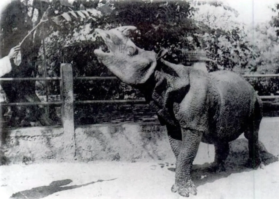 Photographie ancienne en noir et blanc : un rhinocéros de Java vivant lève la tête vers des branches, dans un enclos.