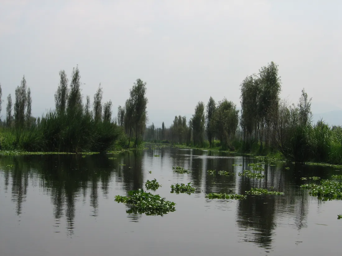 Un canal étroit entre deux parcelles cultivées bordées d'arbres, à Xochimilco.
