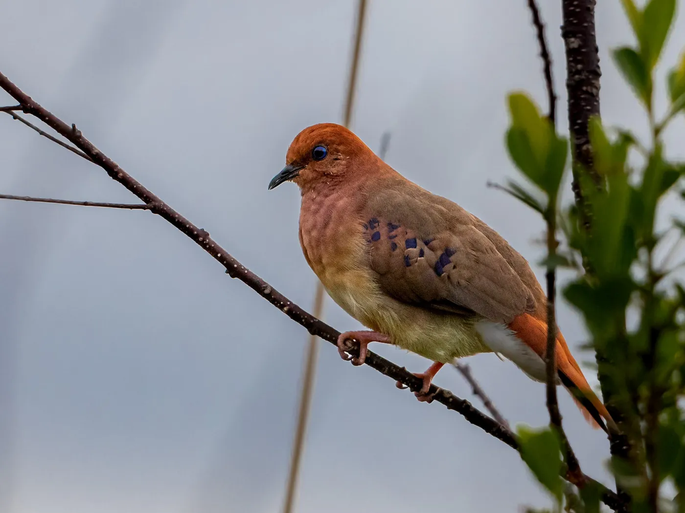 Une petite colombe au plumage brun-roux, perchée sur une branche fine, tourne la tête vers l'objectif ; on distingue son œil bleu vif.