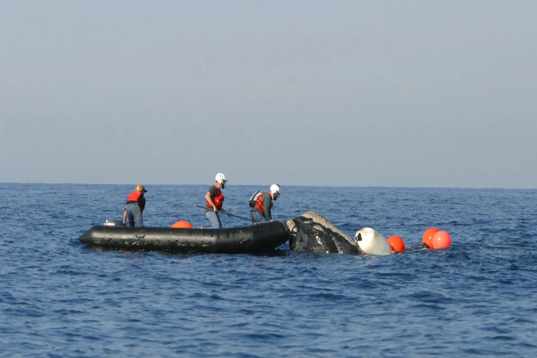 Une équipe en combinaisons de survie, à bord d’un canot pneumatique, s’approche d’une baleine prise dans des cordages, entourée de bouées orange.