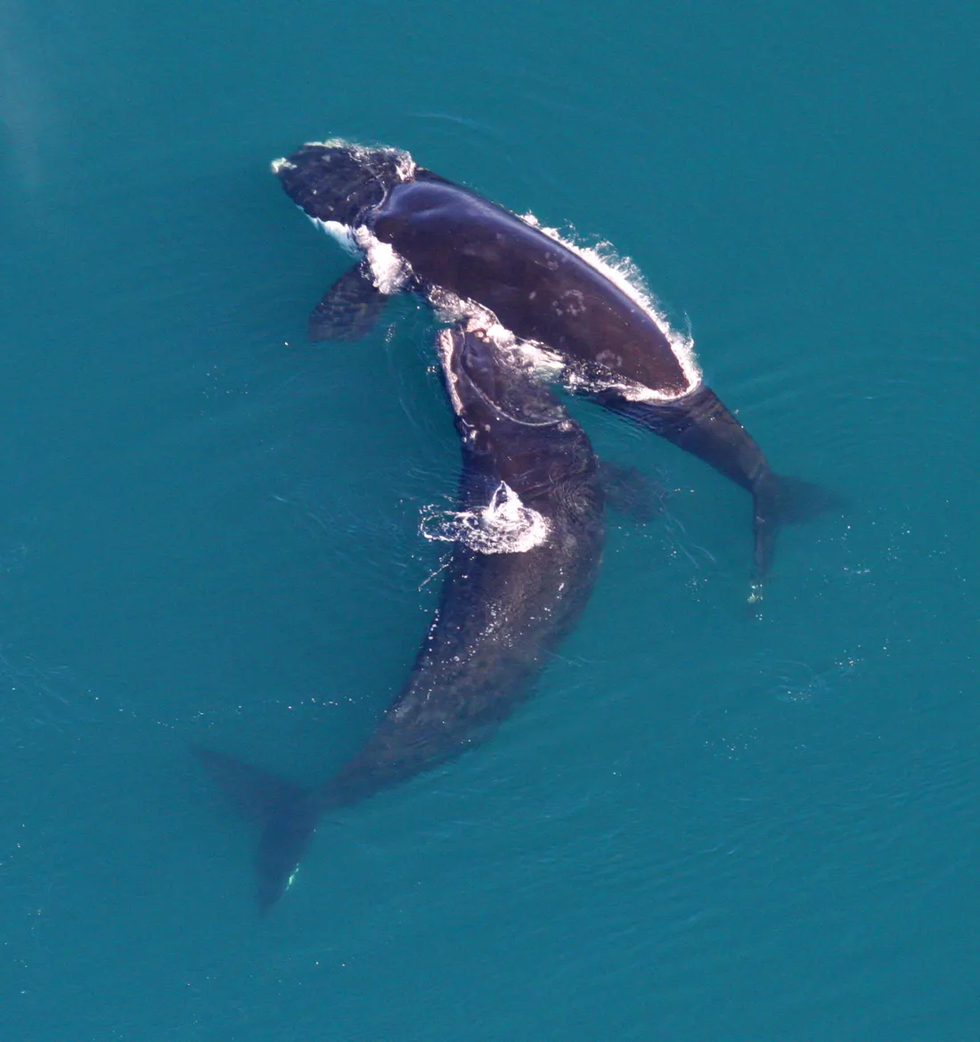 Vue aérienne de deux baleines franches noires nageant côte à côte dans une eau turquoise.