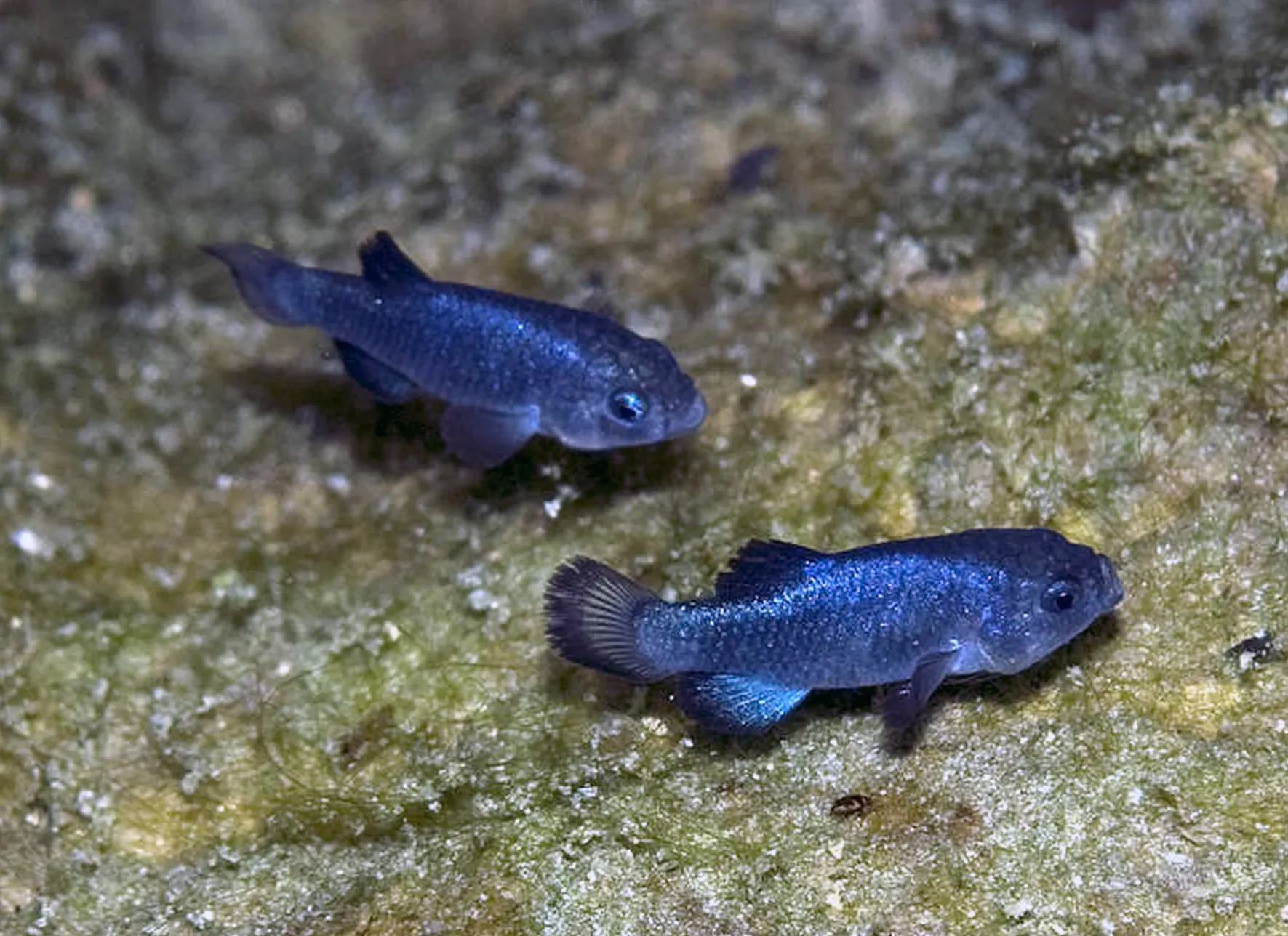 Deux petits poissons bleus nagent l’un derrière l’autre au-dessus d’un fond rocheux tapissé d’algues.