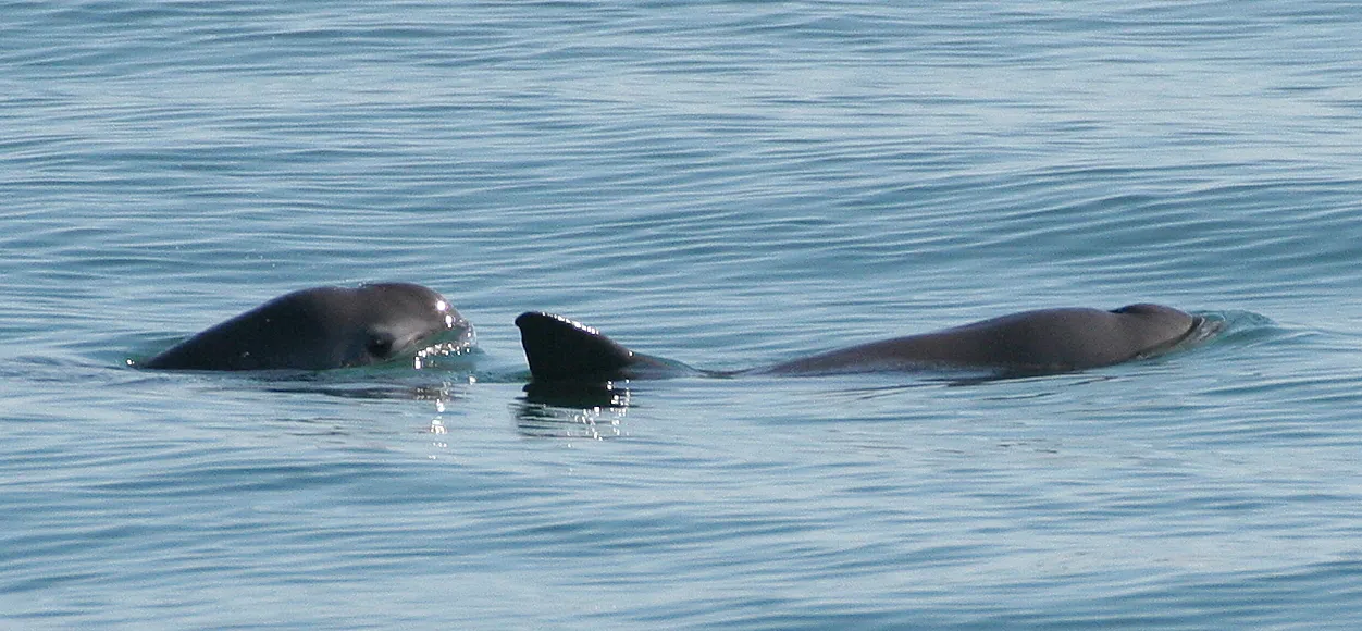 Deux vaquitas font surface côte à côte ; la plus proche montre sa tête arrondie, avec les taches sombres autour de l’œil et de la bouche.