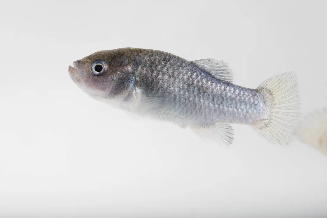 Un petit poisson gris-bleu photographié de profil sur fond blanc.
