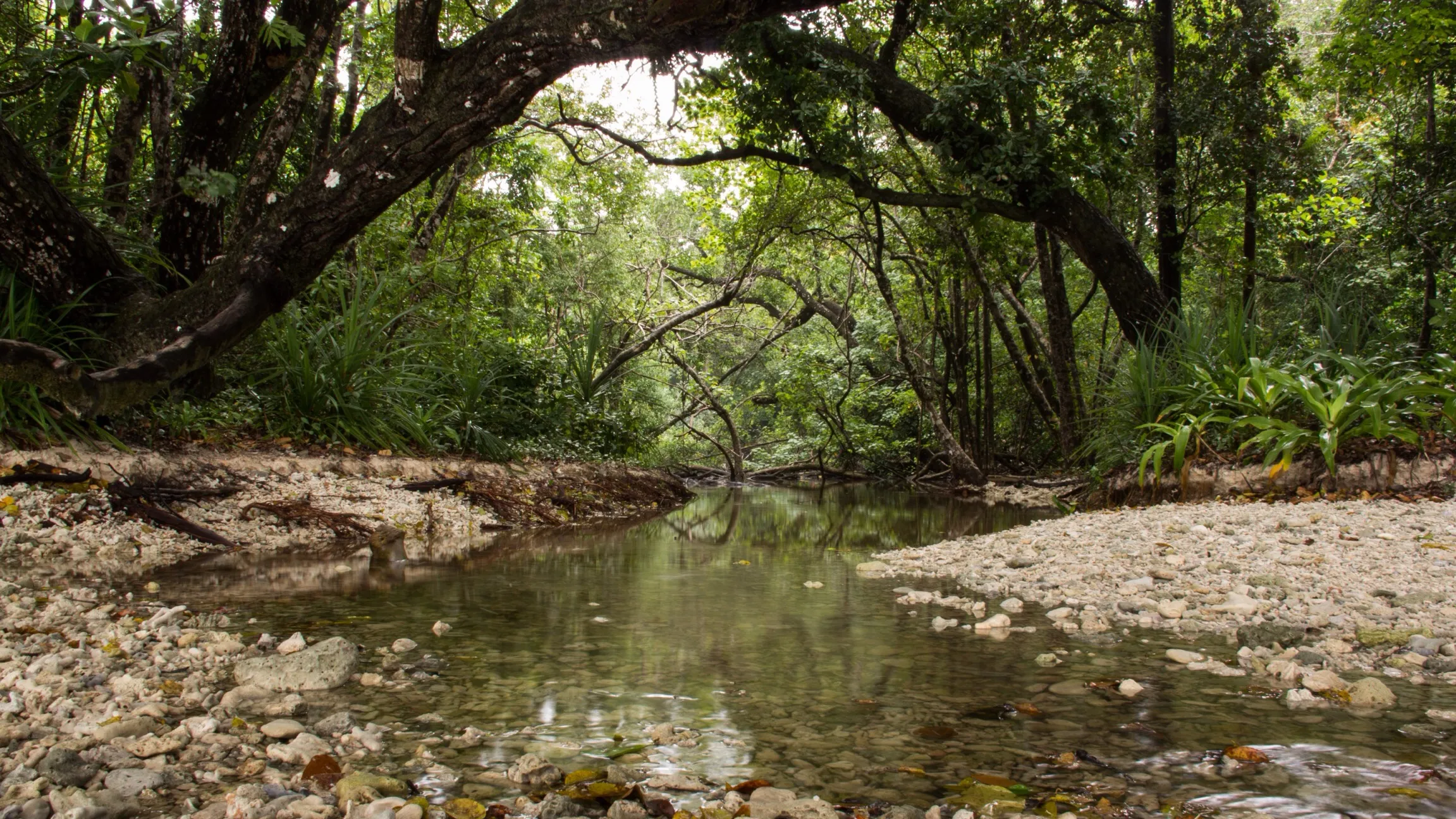 Un ruisseau clair serpente entre des galets sous une forêt tropicale dense, aux grands arbres couverts de lianes.
