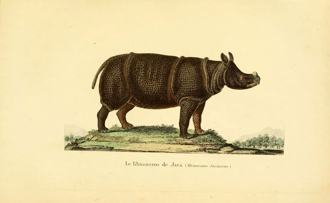 Gravure colorée ancienne représentant un rhinocéros de Java de profil, sur un sol herbeux.