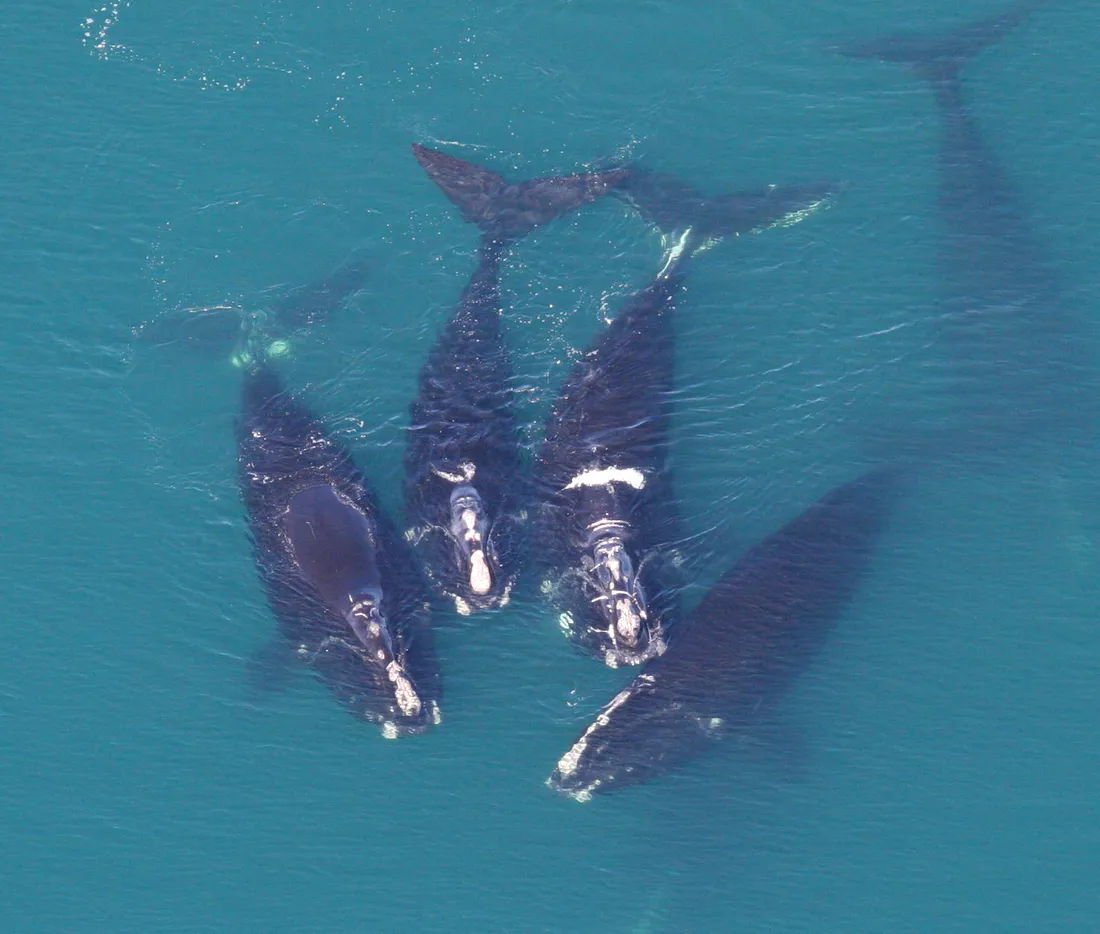 Vue aérienne d'un groupe de quatre baleines franches rassemblées à la surface d'une eau turquoise.