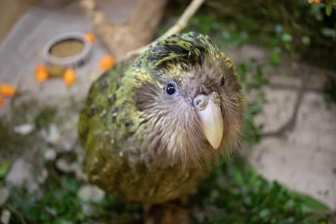 Un kakapo vert se tient sur un sol de terre dans un enclos, la tête légèrement tournée vers l'objectif.