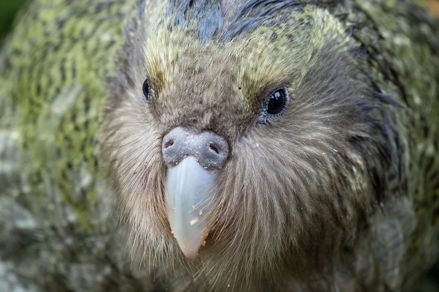 Gros plan sur le visage d'un jeune kakapo : plumes vert mousse et brunes, disque facial clair comme celui d'une chouette, gros bec pâle et yeux sombres.