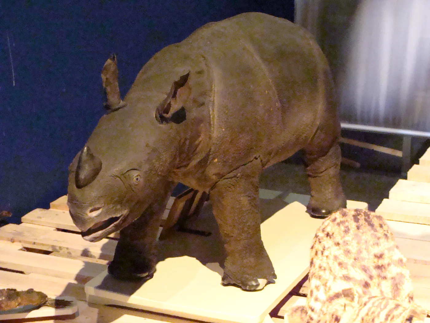 Un jeune rhinocéros de Java naturalisé, à la peau grise plissée comme une armure, exposé dans un musée.
