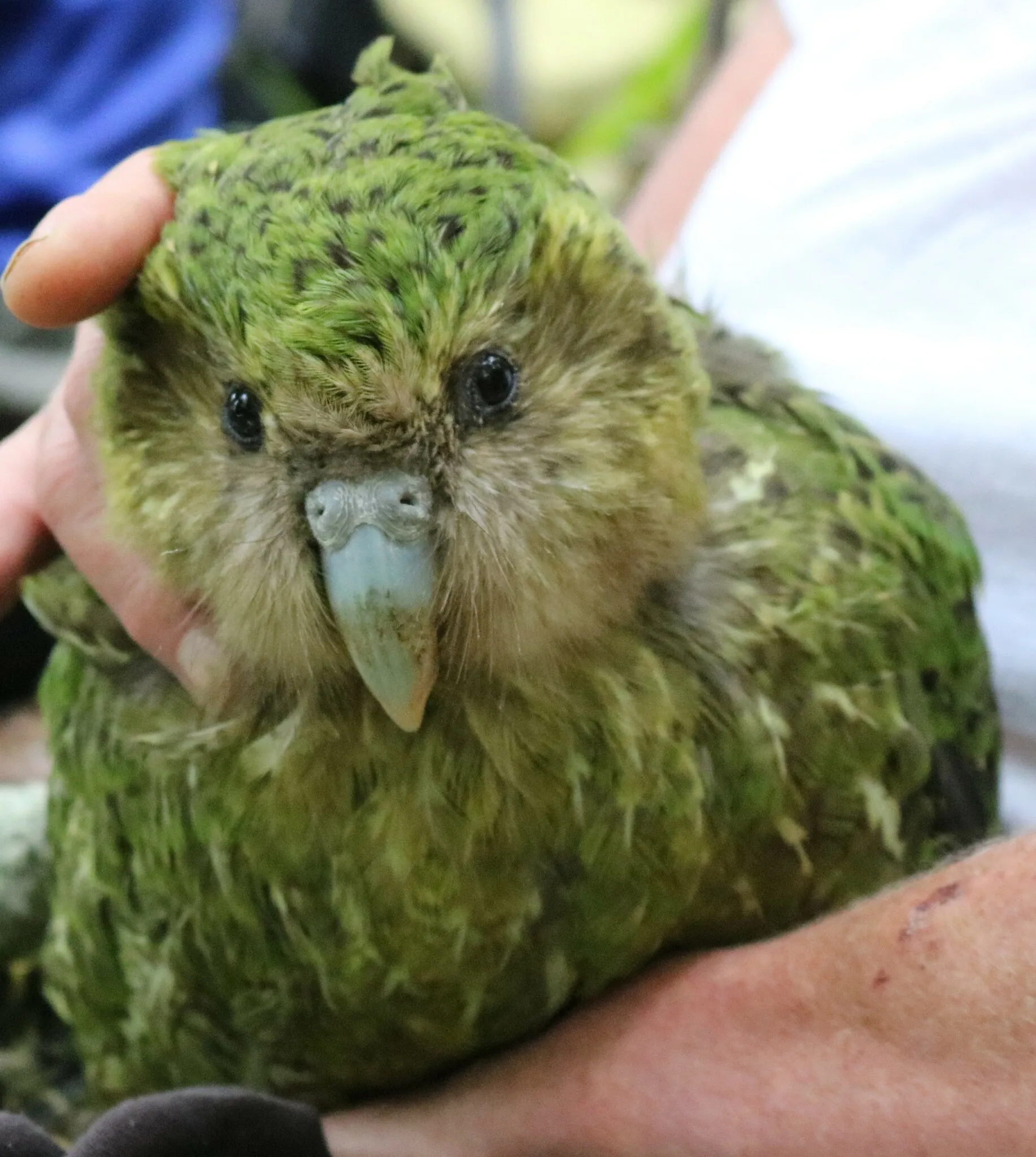 Un kakapo dodu au plumage vert mousse, tenu délicatement à deux mains, regarde l’objectif.