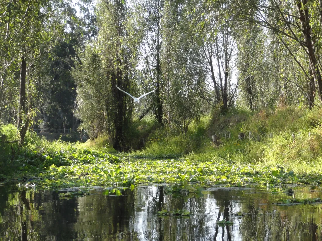 Un canal aux eaux calmes et vertes, bordé de grands arbres qui se reflètent à la surface.