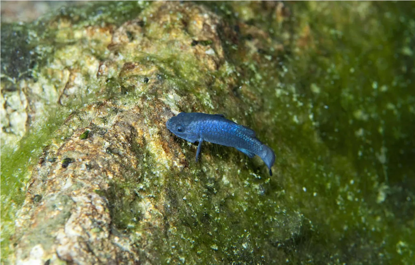 Un petit poisson bleu iridescent nage au-dessus d'une roche couverte d'algues vertes et brunes.