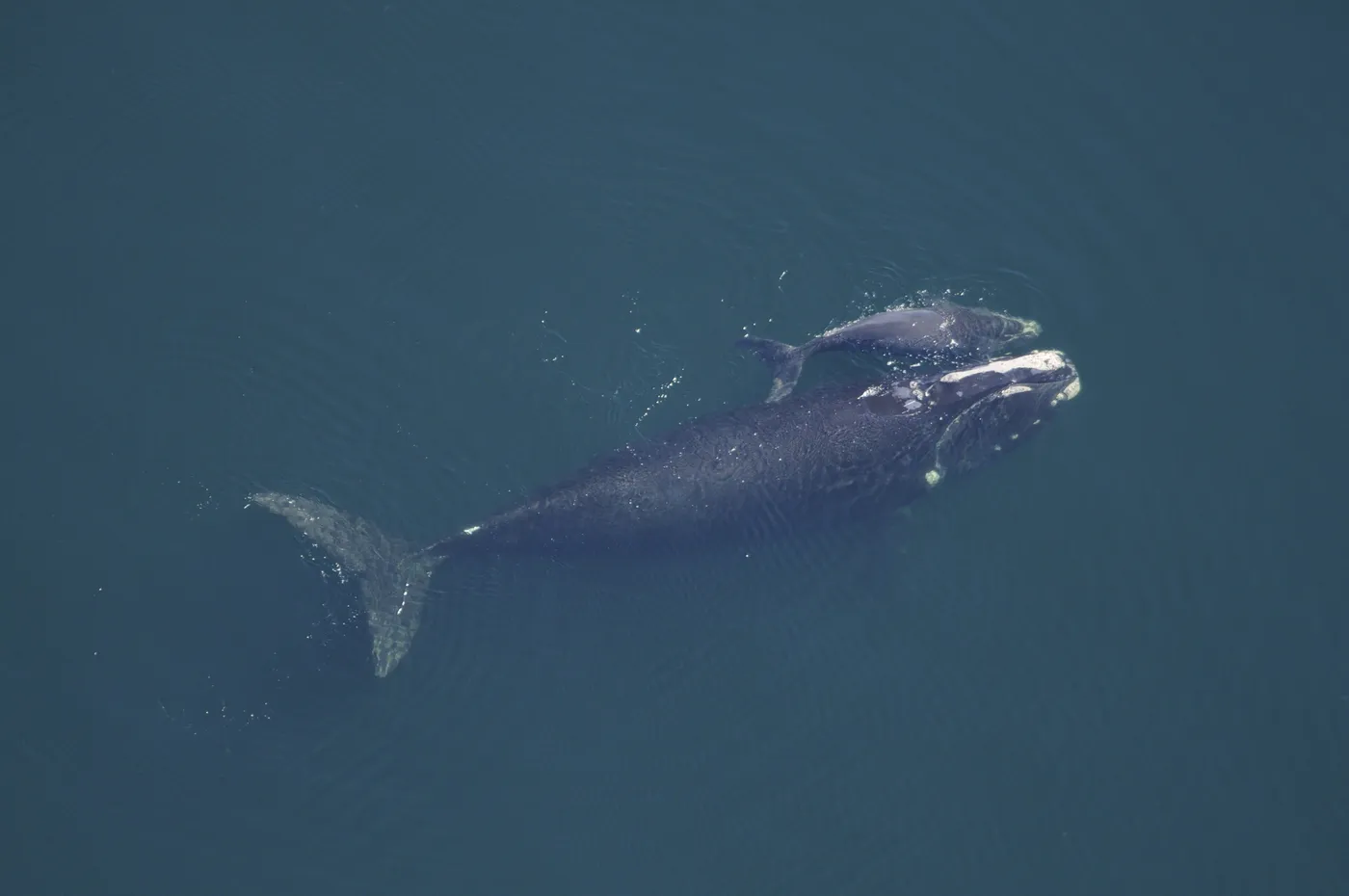 Vue aérienne d'une baleine franche noire nageant dans une mer bleu sombre, son baleineau collé contre son dos.