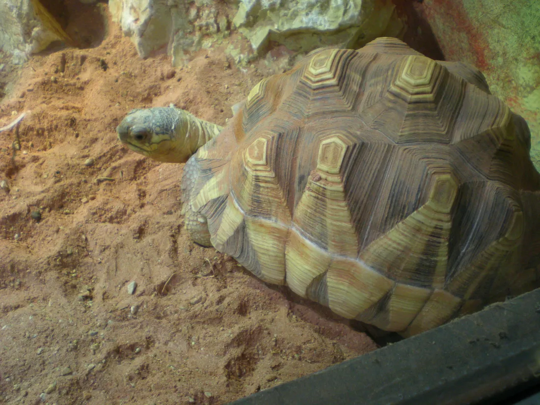 Une tortue à soc posée sur un sol sablonneux, vue de trois quarts, sa carapace brillante aux motifs géométriques.