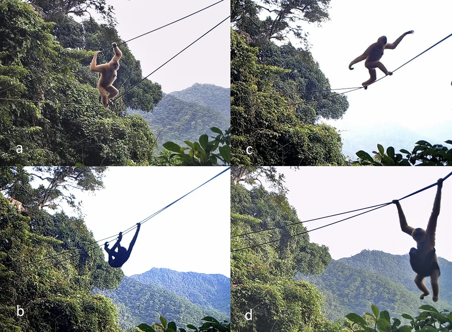 Quatre images de pièges photographiques montrant des gibbons qui traversent un pont de corde dans la forêt : en grimpant, suspendus dessous, en marchant et en se balançant de bras en bras.