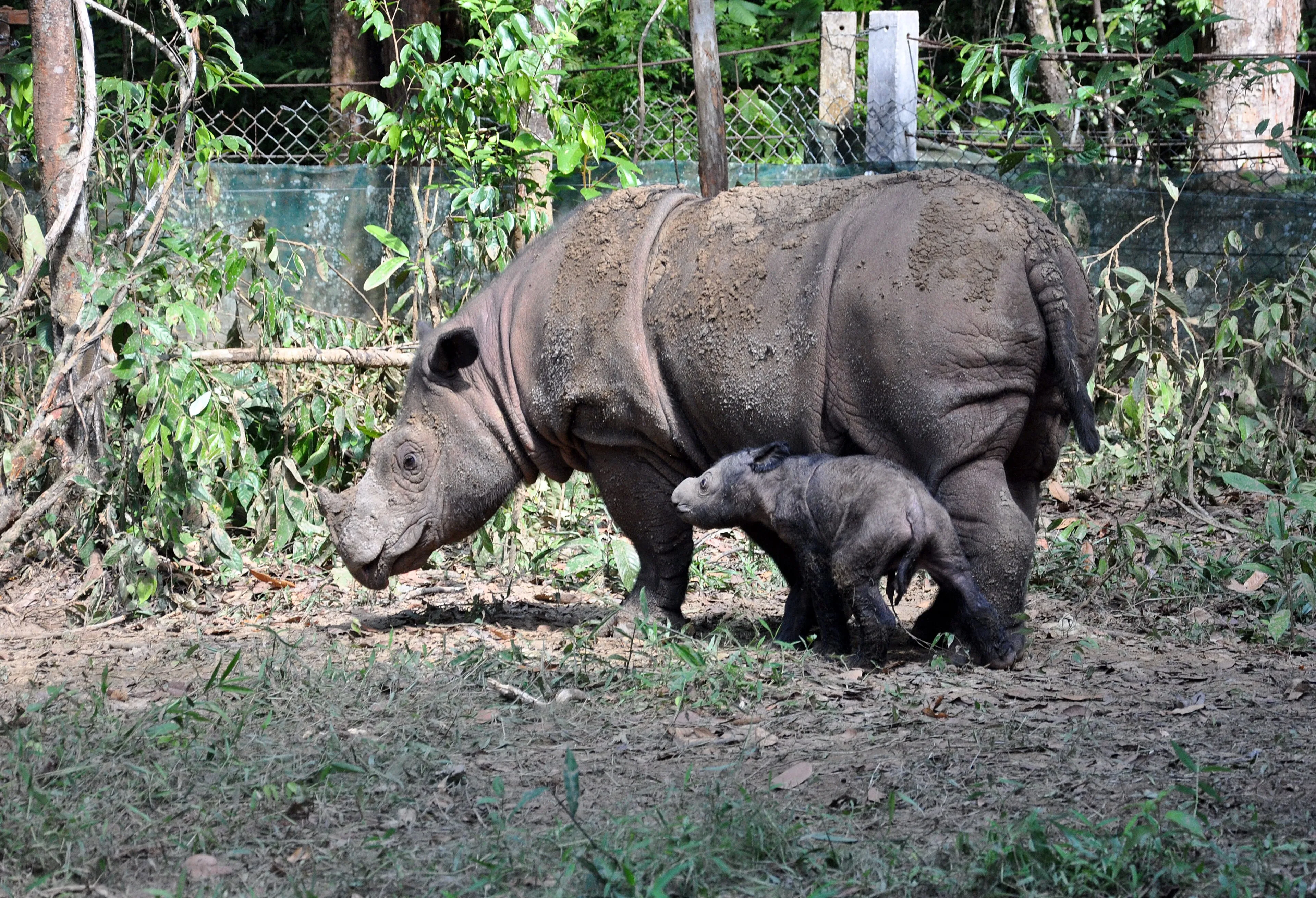 Une femelle rhinocéros de Sumatra se tient dans un enclos boisé, son petit au pelage sombre blotti sous son ventre.
