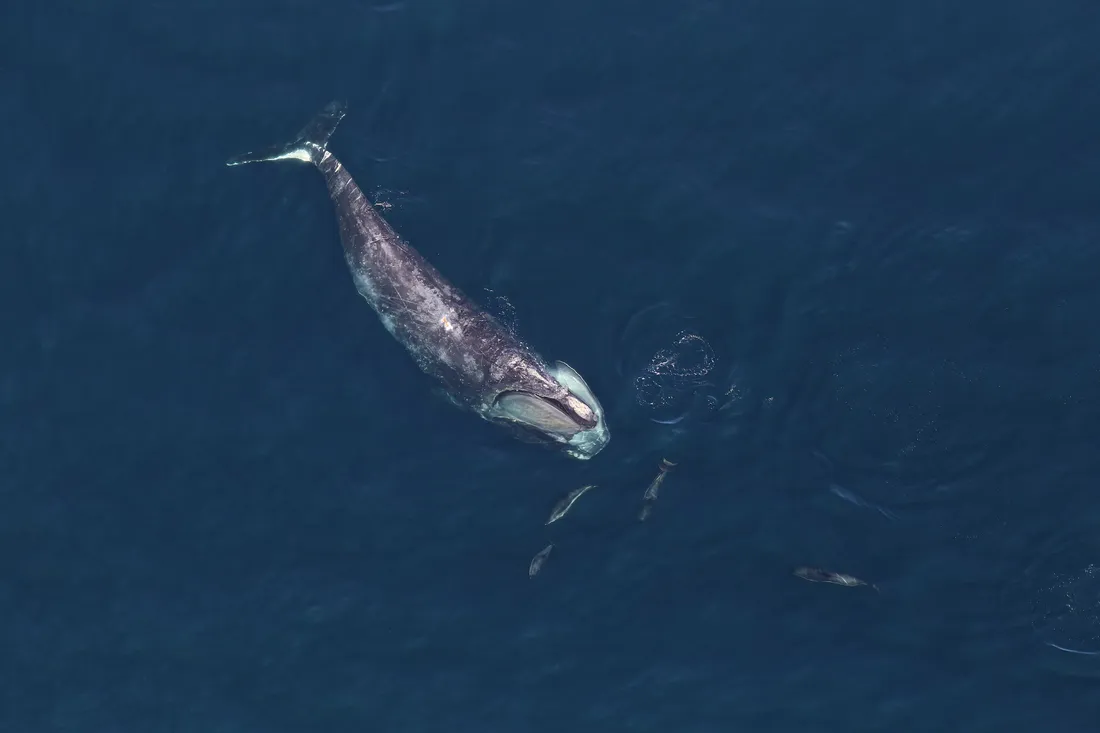 Vue aérienne d'une baleine franche nageant juste sous la surface d'une mer bleu nuit.