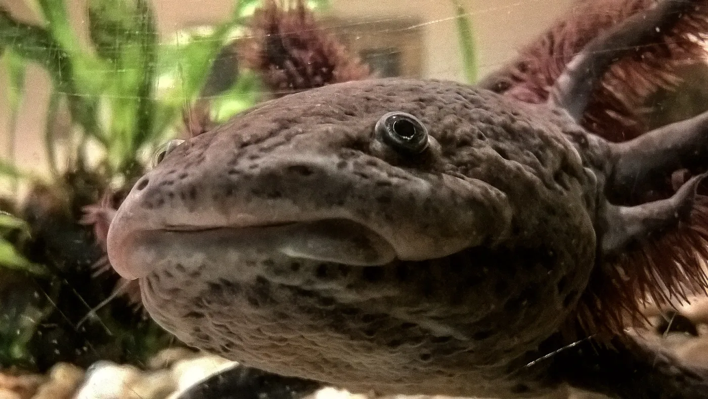 Gros plan sur la tête large et aplatie d'un axolotl brun foncé moucheté, avec ses petits yeux et ses branchies plumeuses de chaque côté.