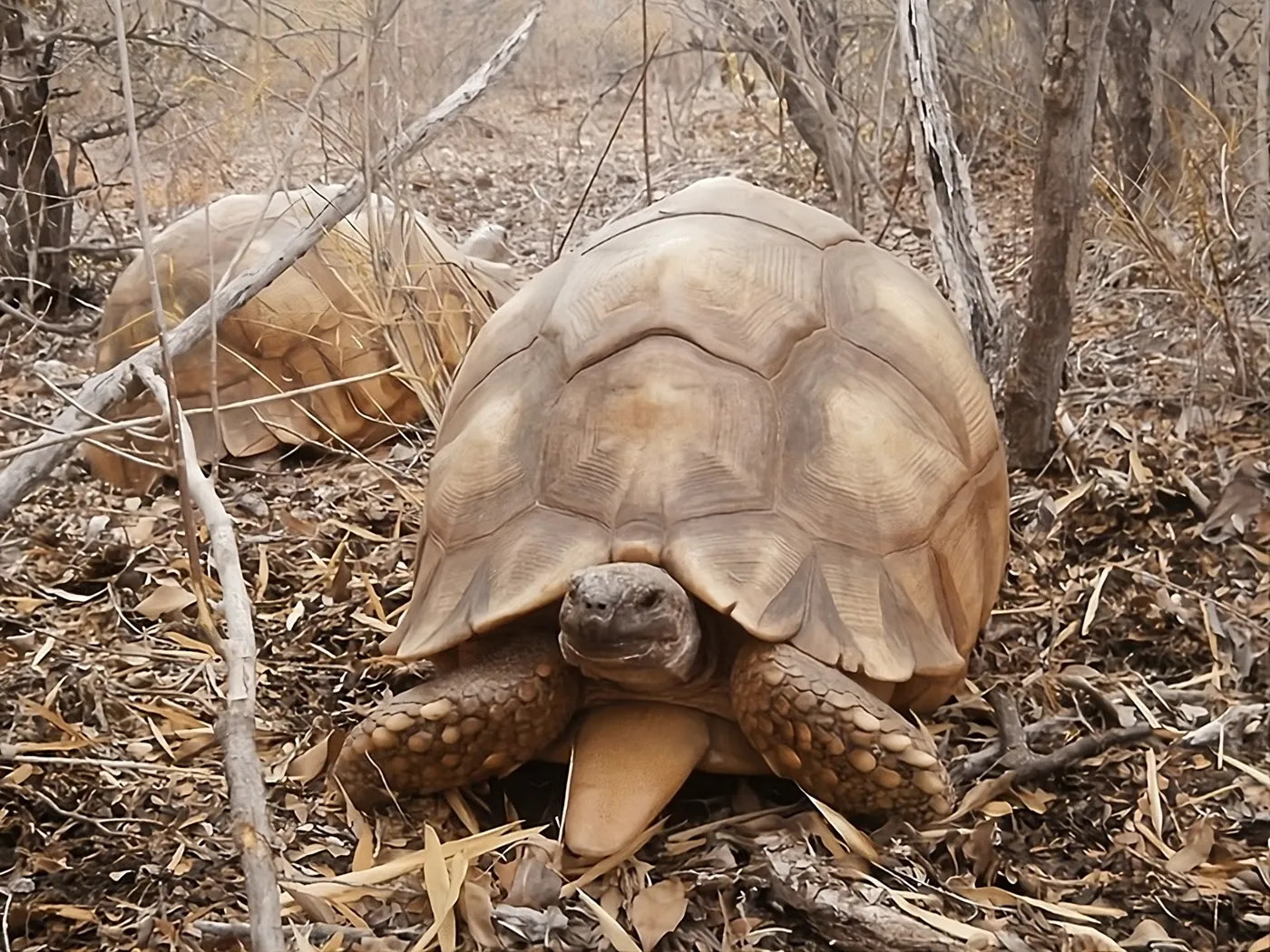 Une tortue à carapace bombée, dorée et brune, avance sur un sol de feuilles sèches entre des arbustes, dans son milieu naturel.