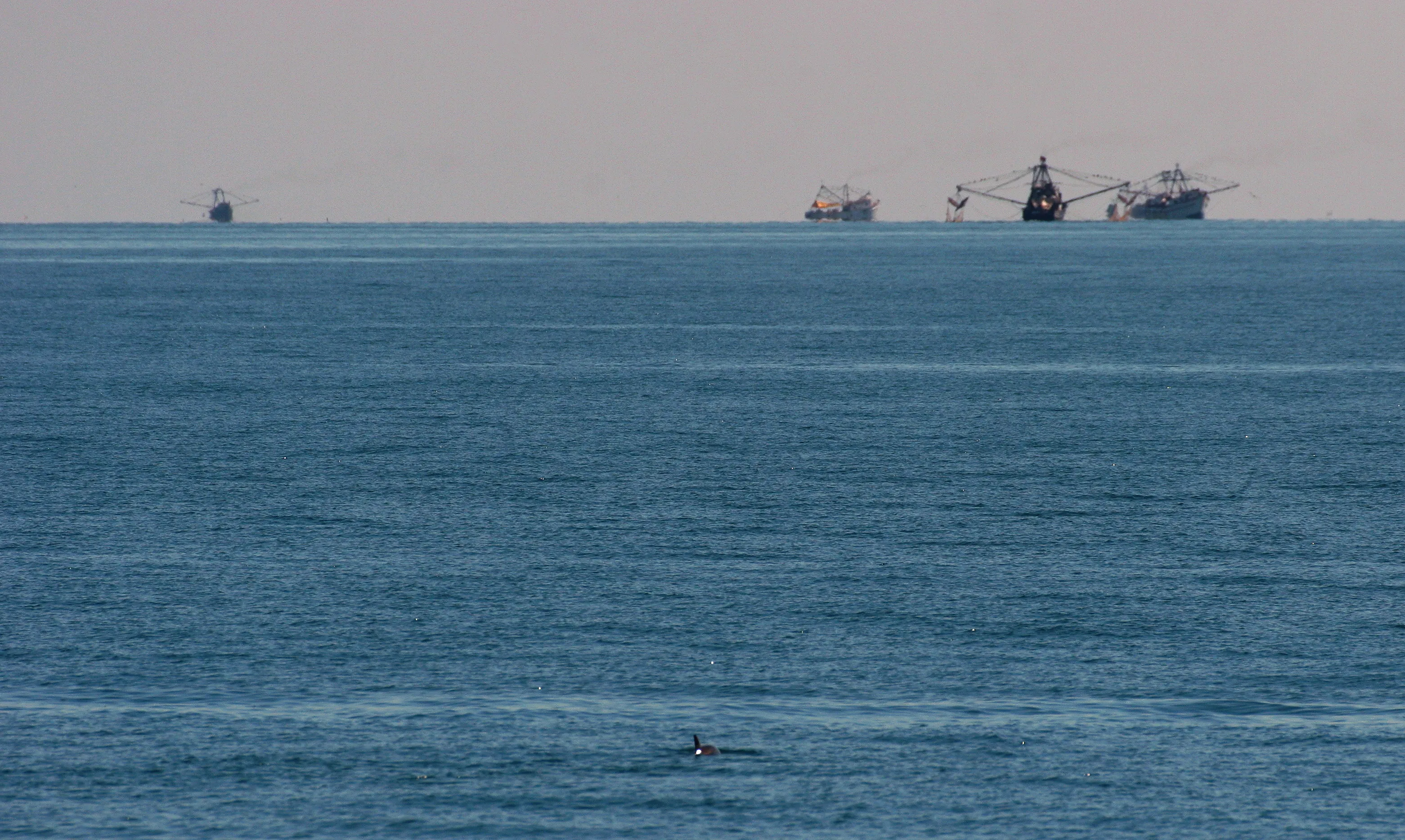 Une vaste étendue de mer bleue ; au premier plan, la petite nageoire d’une vaquita, et à l’horizon, plusieurs bateaux de pêche.