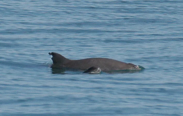 Une vaquita s'apprête à plonger ; seuls son dos et sa nageoire dorsale dépassent d'une eau bleu-gris.