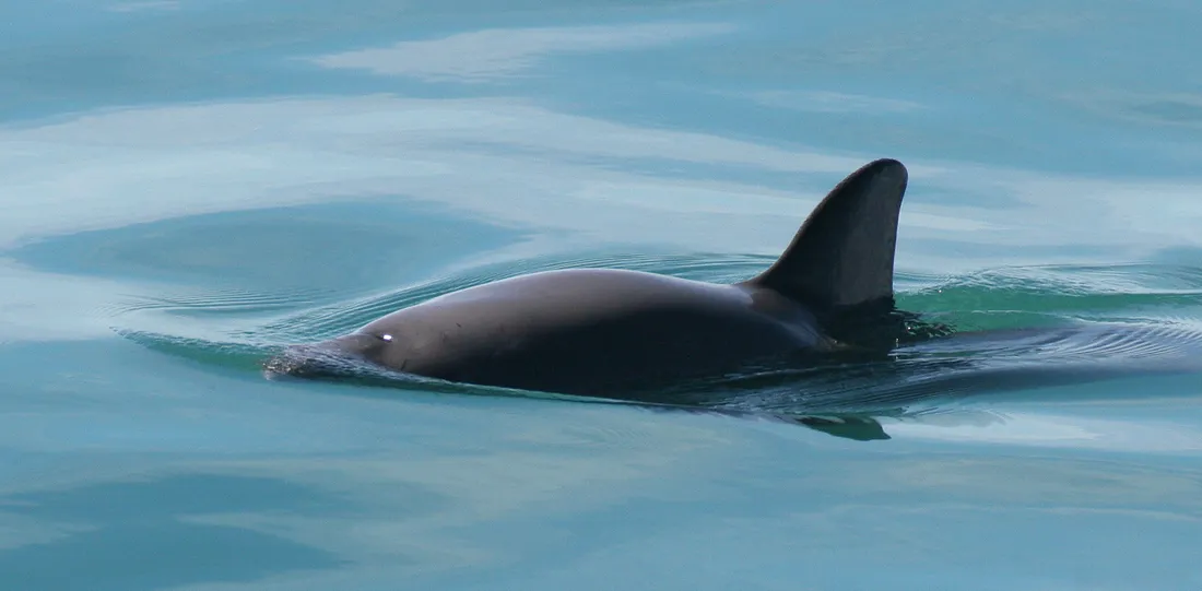 Une vaquita glisse à la surface d'une eau verte et calme, le dos arrondi et la nageoire dorsale bien droite.