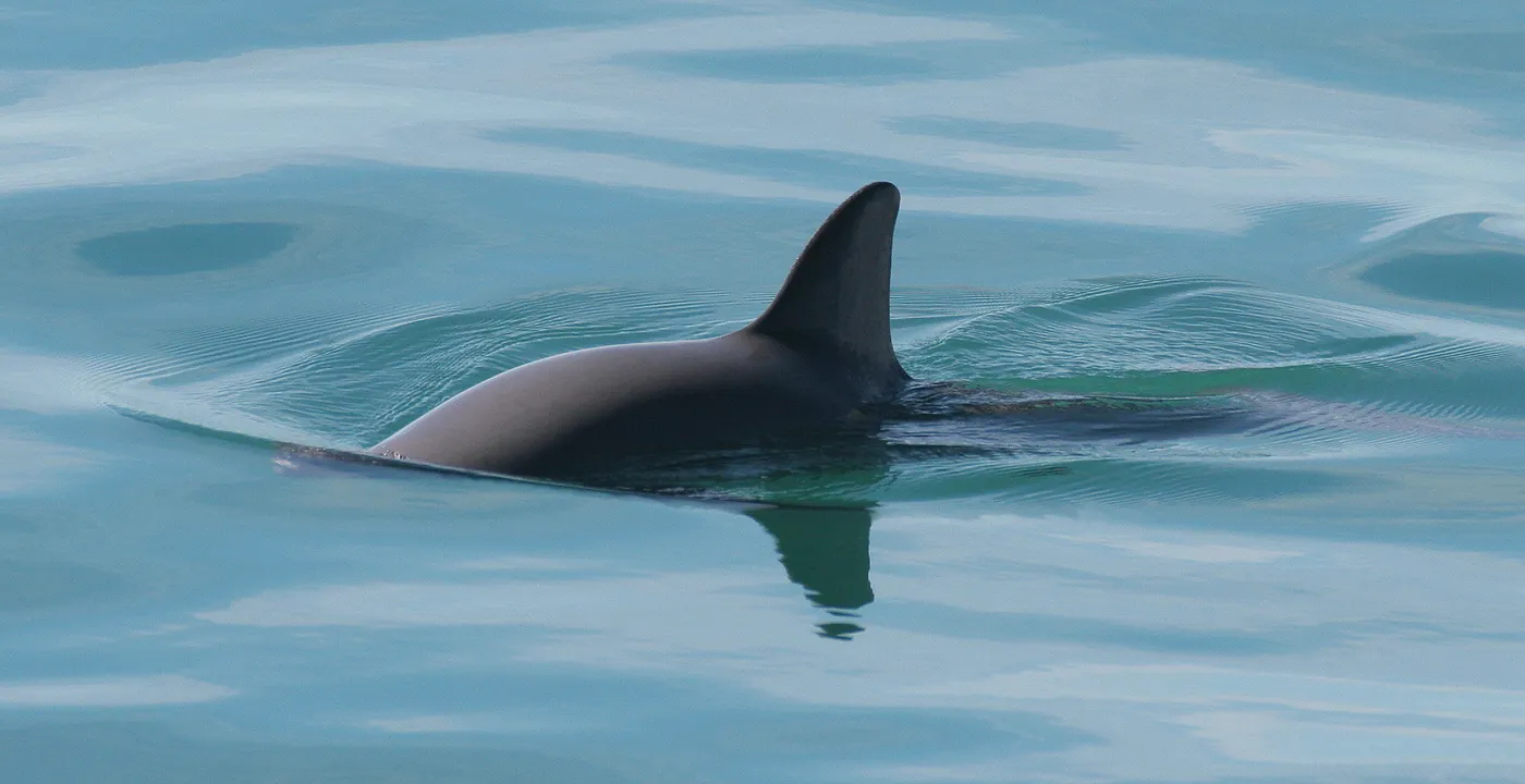 Une vaquita fait surface dans une eau calme et turquoise ; on voit son dos gris foncé et sa grande nageoire dorsale triangulaire.