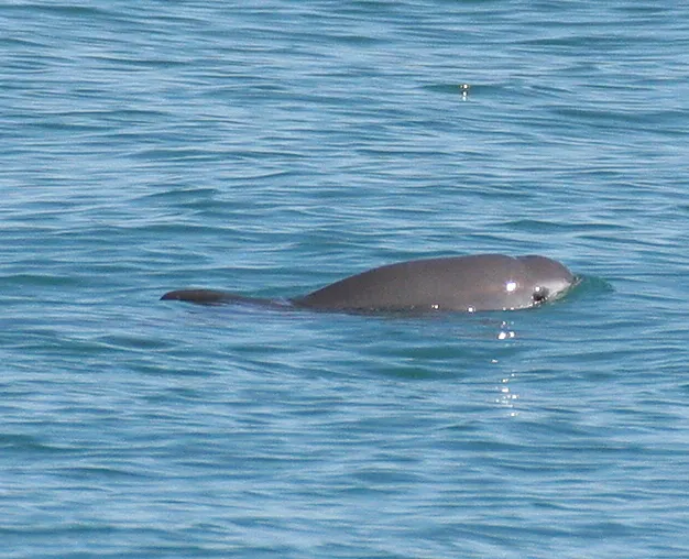 Gros plan sur une vaquita qui sort la tête de l'eau ; son museau court et arrondi brille au soleil.
